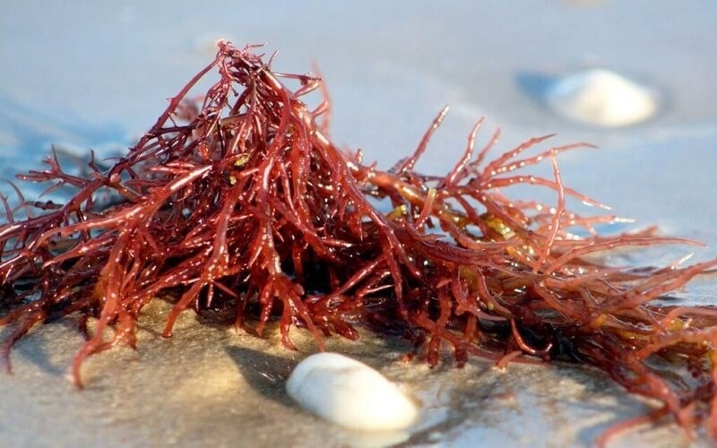 Carrageenan là gì? Tìm hiểu về ứng dụng và tác động của carrageenan